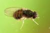 Drosophila hydei